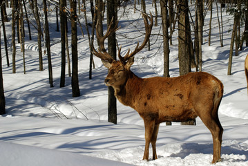 Elk