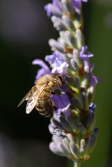 Abeille butinant sur lavande