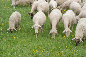 Fototapeta premium Sheep Grazing