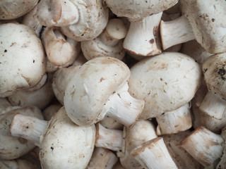 Mushrooms
