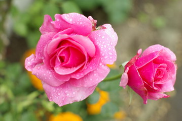 pink ROSE
