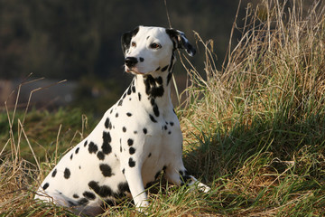 dalmatien adulte assis seul en campagne droit et fier