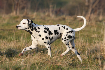 dalmatien adulte vu de profil marchant en campagne seul