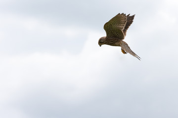 Kestral in the Sky Hunting