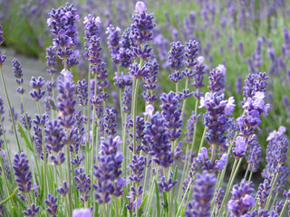 Beautiful lavender flowers in full bloom waiting to be harvested