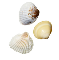 Sea Shells