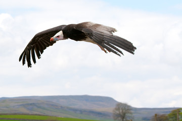 Fototapeta na wymiar Vulture On The Hunt