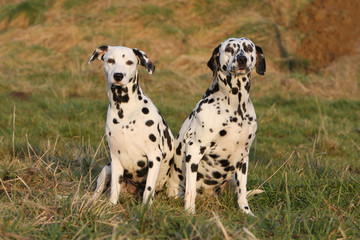 deux dalmatien adulte assis cote &agrave; cote en campagne