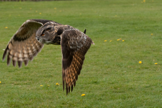 Eagle Owl Close Flypast