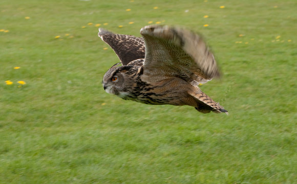 Eagle Owl Daytime Flight