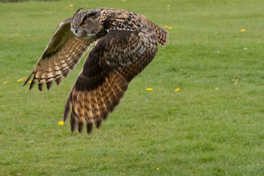 Eagle Owl Close Flypast