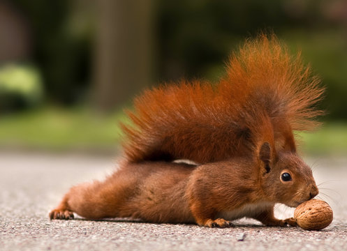 Red squirrel with walnut - Eichhörnchen