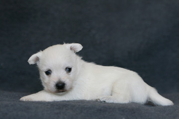 Fototapeta premium chiot west highand white terrier allongé vu de profil