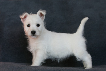 pose du chiot west highland white terrier en studio vu de profil