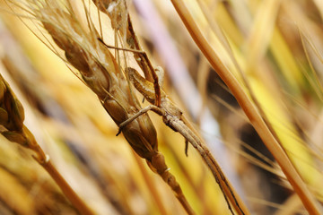 Spider on wheat ear