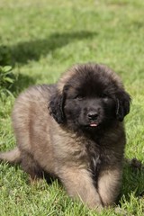 chiot léonberg de face tirant la langue - boule de poils peluche