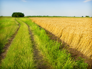 Fototapeta na wymiar golden wheat and grass