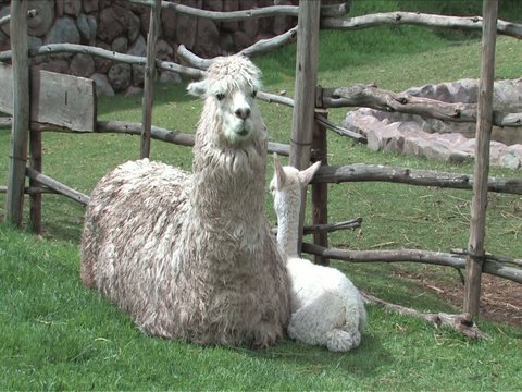 Alpaca newborn and mother in Peru