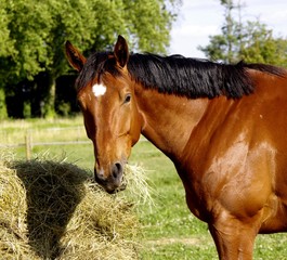 Fototapeta premium Pferde auf einem Reiterhof in Frankreich