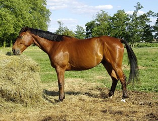 Obraz premium Pferde auf einem Reiterhof in Frankreich