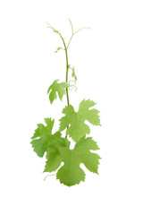 Weinrebe