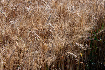 du vent dans les blés