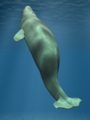 Naklejka premium Beluga - Weisser Wal