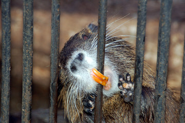 beaver - prisoner