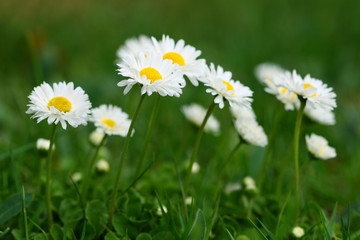 field of daisies