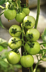 green tomatos