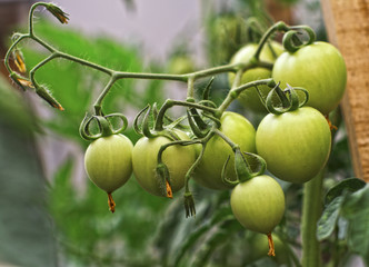 green tomatos