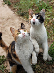 Panhandlers. Two domestic cats