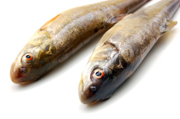 Two raw fish isolated on white background
