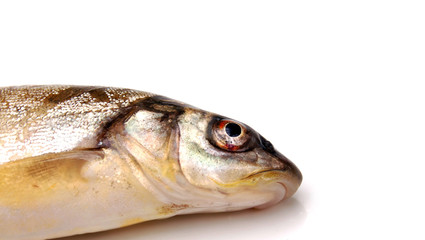 Raw fish isolated on white background