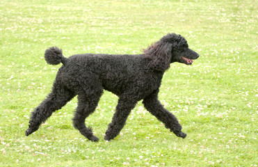 Black poodle gaiting across grass
