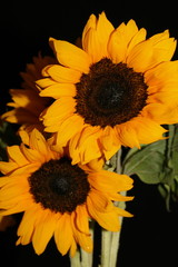 Fototapeta premium Two sunflowers