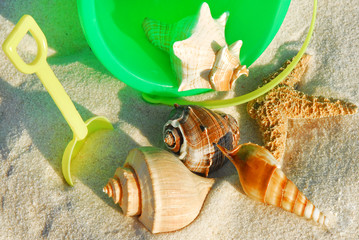 collection of seashells