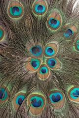 Obraz premium Background the peacock