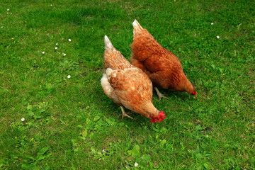 Freilandhaltung, Haushuhn, Gallus gallus domesticus, Huhn