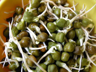 Green chick pea sprouts yellow bowl five