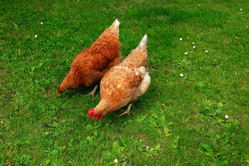 Freilandhaltung, Haushuhn, Gallus gallus domesticus, Huhn