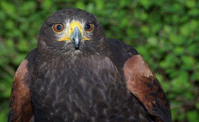 Wüstenbussard - Jagdvogel der Scheichs