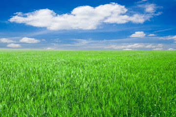 Fototapeta premium nature