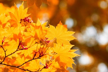 Naklejka na ściany i meble Autumn, yellow leaves