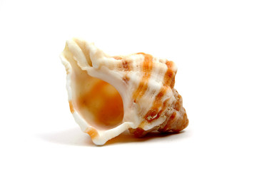 Caracola © full image