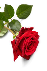 Beautiful red rose on a white background