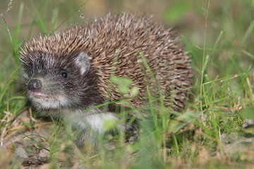 Hedgehog #1
