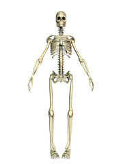 Ein menschliches Skelett