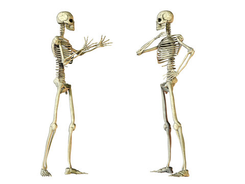 Zwei menschliche Skelette