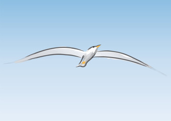 gabbiano